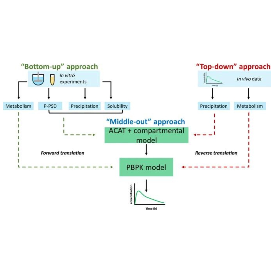 Integrating Forward and Reverse Translation in PBPK Modeling to Predict Food Effect on Oral Absorption of Weakly Basic Drugs