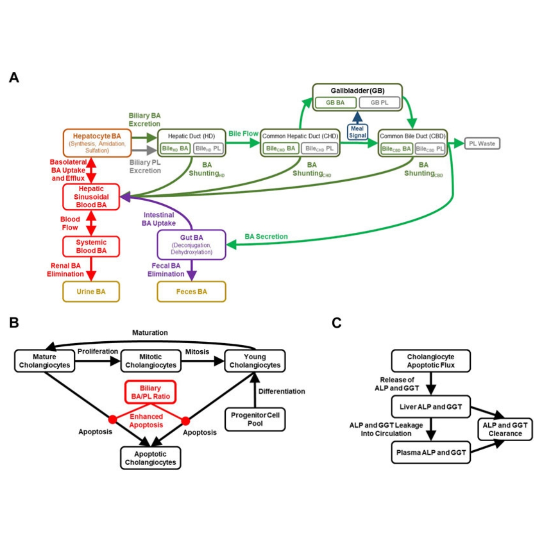 Investigating bile acid-mediated cholestatic drug-induced liver injury using a mechanistic model of multidrug resistance protein 3 (MDR3) inhibition