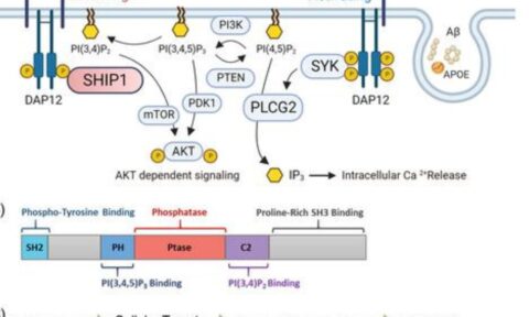 ADMET Property Prediction | Machine Learning | AI-driven Drug Design