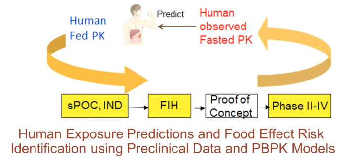 Human Exposure Predictions and Food Effect Risk Identification