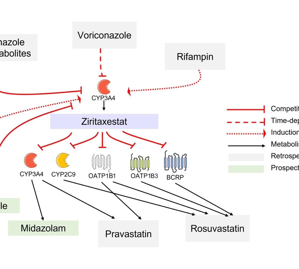 Drug–drug interaction prediction of ziritaxestat using a physiologically based enzyme and transporter pharmacokinetic network interaction model